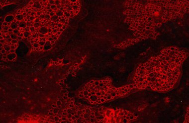 Koyu kırmızı soyut şablon, desenli kanlı grunge dekoratif arka plan