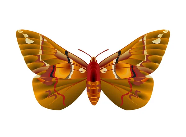 Moth Image Vektorová Ilustrace — Stockový vektor