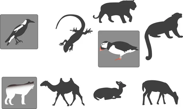 Verschillende Dierenillustraties Silhouetten Afzonderlijk Gebruiken — Stockvector