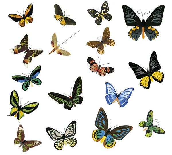 Viele Bunte Schmetterlinge Auf Weißem Hintergrund — Stockvektor