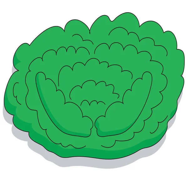 Cartoon Cabbage Lettuce — Stock Vector
