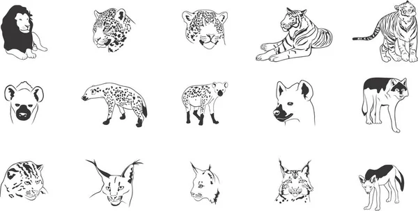 Коллекция Гладких Векторных Eps Иллюстраций Различных Хищников — стоковый вектор
