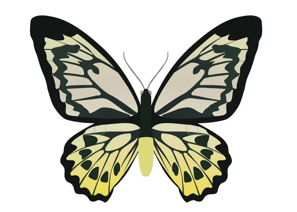 Žlutý Motýl Bílém Pozadí Černá Barva — Stockový vektor