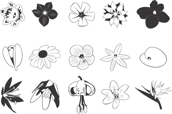 Kolekcja Gładkich Wektor Eps Ilustracje Różnych Kwiatów — Wektor stockowy