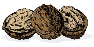 1950 'lerin klasik oymalı cevizleri. Otantik el çizimi çizim tahtasındaki ayrıntılı siyah beyaz tam renklendirmeyi içerir.