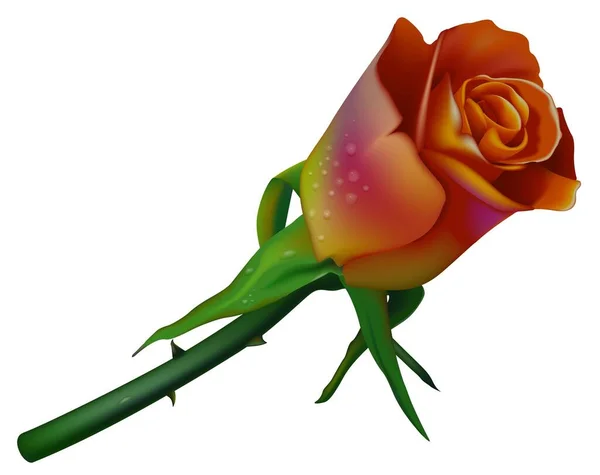Свадебная Роза Цвета Высокая Детализация Цветная Иллюстрация — стоковый вектор