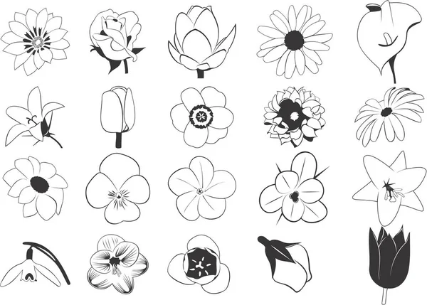 Çeşitli Çiçeklerin Pürüzsüz Vektör Eps Illüstrasyonlarının Koleksiyonu — Stok Vektör