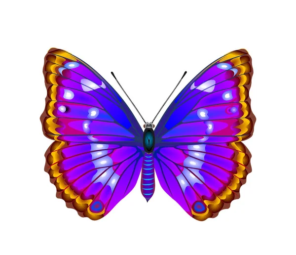 Imagen Mariposa Tropical Ilustración Vectorial — Vector de stock
