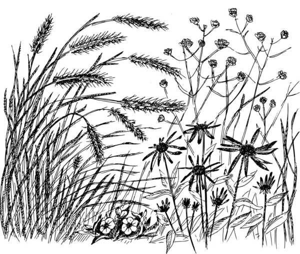 Croquis Prairie Avec Oreilles Fleurs — Image vectorielle