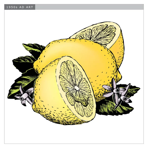 Citrons Style Gravé Vintage Des Années 1950 Détails Noir Blanc — Image vectorielle
