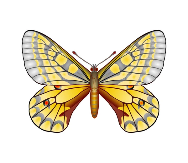 Izolovaný Motýlí Obraz Vektorová Ilustrace — Stockový vektor