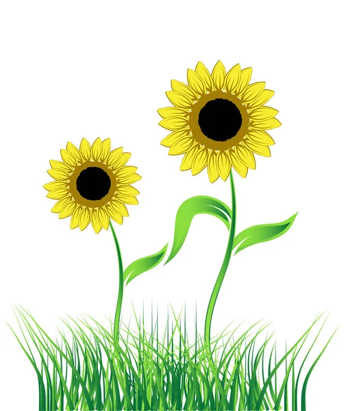 Sunflower Green Field — Stock Vector