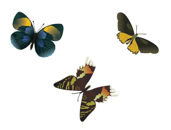 Tre Farfalle Multicolori Sfondo Bianco Vettore — Vettoriale Stock