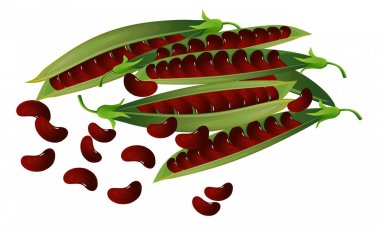 taze kahverengi fasulye resmi - renk illüstrasyonu