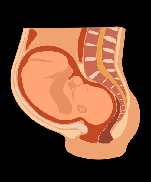 胎儿在胃部的九个月孕妇的矢量图像 解剖学上准确 — 图库矢量图片