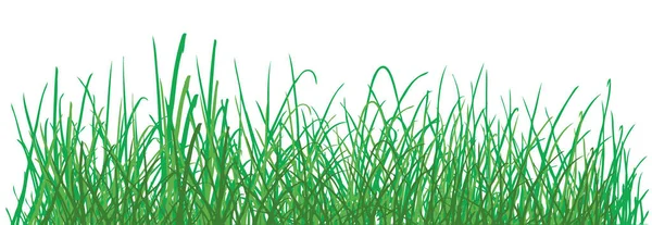 Green Grass Pattern White Background Vector Natural Color — Stock Vector