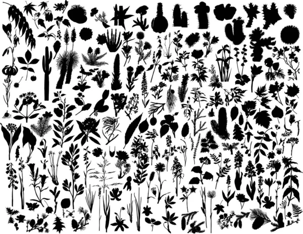 Big Collection Different Vector Plants Silhouettes — Stock Vector