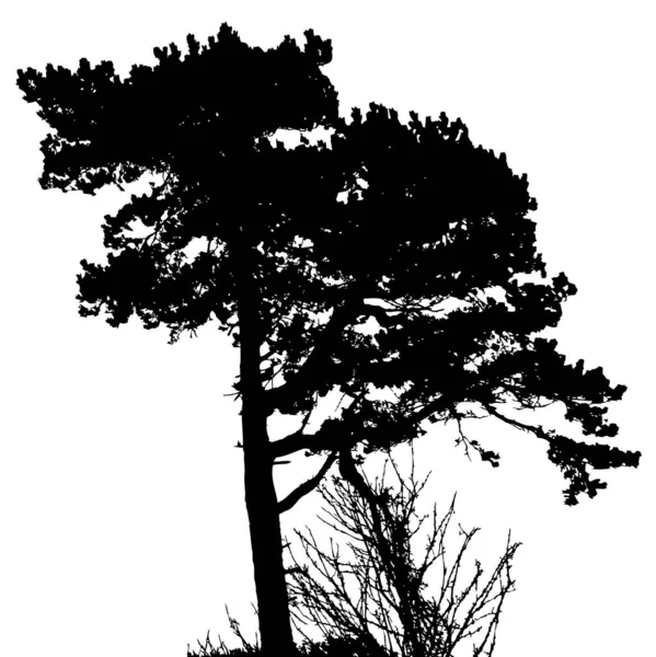 Silhuett Ett Träd Vintern — Stock vektor
