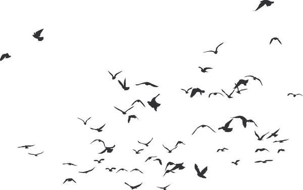 Ein Schwarm Vögel Hauptsächlich Tauben Und Ein Paar Möwen Fliegen — Stockvektor