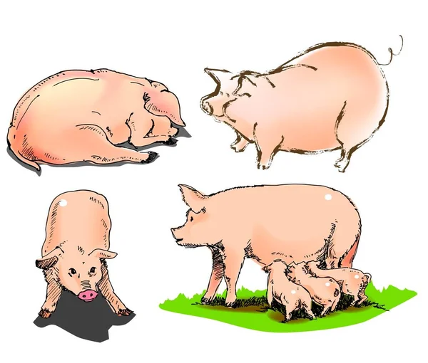 Illustrazione Vettore Una Varietà Vista Suini Animali Fattoria — Vettoriale Stock