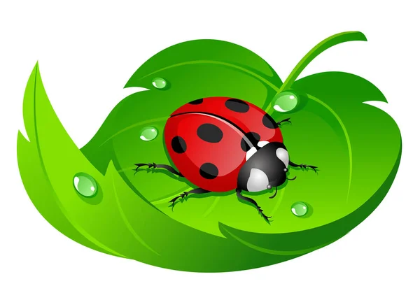 Ladybug White Image Color Illustration — Stock Vector