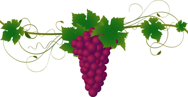 Detailed Illustration Grapes Vine Vine Leaves — Stock Vector
