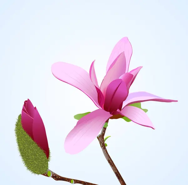 Μια Ρεαλιστική Διανυσματική Απεικόνιση Του Λουλουδιού Και Του Οφθαλμού Μανόλιας — Διανυσματικό Αρχείο