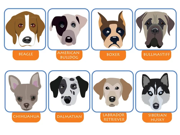 Illustration Purebred Dogs Cartoon Dog Portraits — Stock Vector