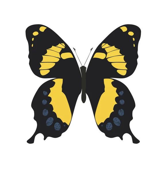 Beyaz Arka Planda Sarı Renkli Bir Kelebek — Stok Vektör