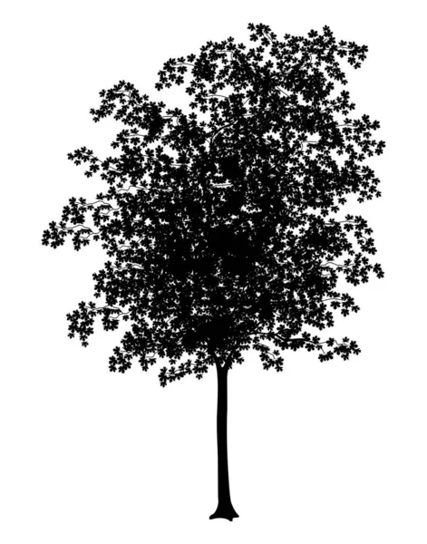 Detaljerad Vektor Illustration Ung Lönn Träd Silhouette — Stock vektor