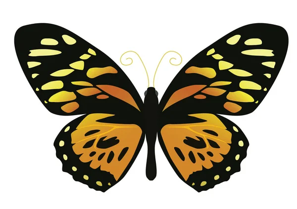 Mariposa Sobre Fondo Blanco Amarillo — Vector de stock