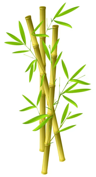 Bamboo Image Color Illustration — Stock Vector