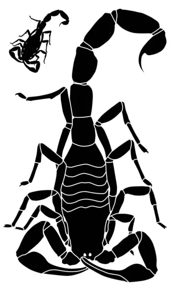 Ilustración Vectorial Escorpión Con Contorno Básico Incluido — Archivo Imágenes Vectoriales