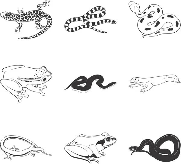 Mic爬行动物和两栖动物 病媒群 — 图库矢量图片