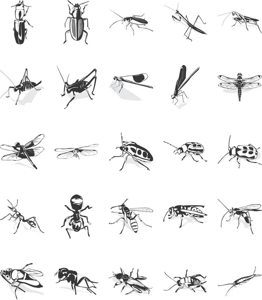 Dvacet Hladké Vektorové Kliparty Ilustrace Různých Hmyzu — Stockový vektor