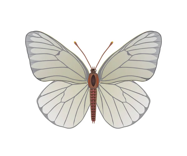 Aporia Mariposa Imagen Ilustración Color — Vector de stock