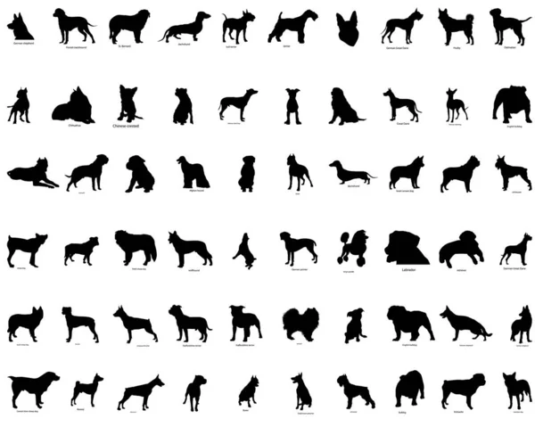 Большая Коллекция Векторных Силуэтов Собак Описанием Пород — стоковый вектор