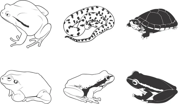Varios Reptiles Anfibios Juego Clipart Vectorial — Vector de stock