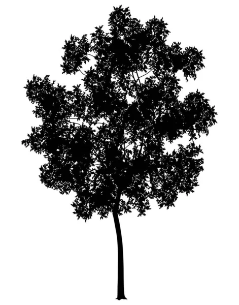 Εικονογράφηση Φορέας Λεπτομερή Μια Γενική Δέντρο Σιλουέτα — Διανυσματικό Αρχείο