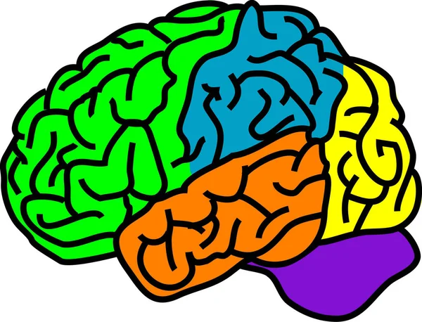 Ilustración Vectorial Para Cerebro Anatomía Color Separado — Archivo Imágenes Vectoriales