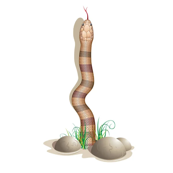 Immagine Serpente Pietre Illustrazione Colori — Vettoriale Stock
