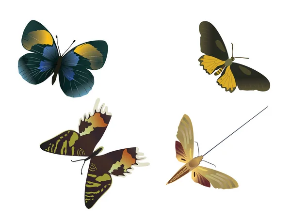 Cuatro Mariposas Multicolores Sobre Fondo Blanco — Vector de stock
