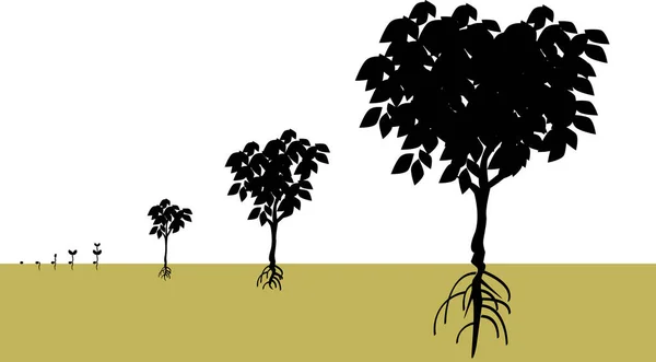Vektorillustration Für Einen Wachstumsprozess Aus Einem Samen Wird Ein Baum — Stockvektor