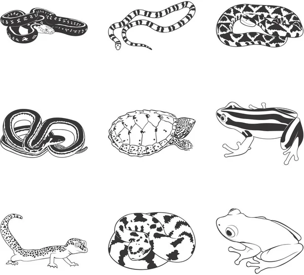 Diversen Reptielen Amfibieën Vector Clipart Set — Stockvector