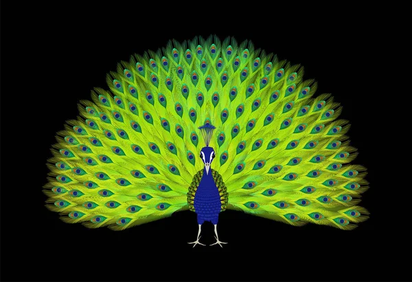 立ち孔雀のベクトル描画その羽を表示 — ストックベクタ