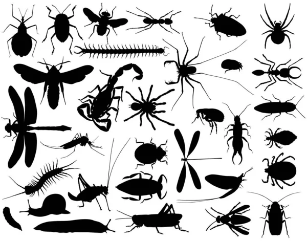Collection Vector Outlines Insects Other Invertebrates — Stock Vector