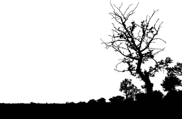 Schwarze Silhouette Des Feldes Mit Baum Isoliert — Stockvektor