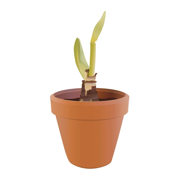 花器の中の緑の芽 — ストックベクタ