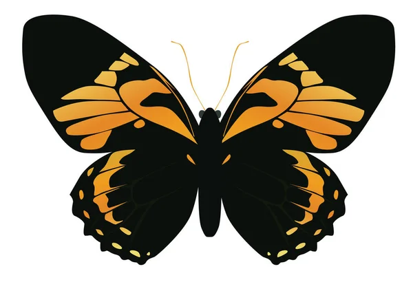 Mariposa Sobre Fondo Blanco Amarillo Color Naranja — Vector de stock