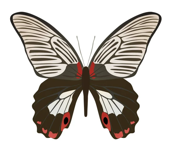 Farfalla Sfondo Bianco Colore Marrone — Vettoriale Stock
